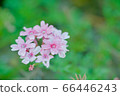 馬鞭草 66446243