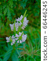 Physostegia virginiana 66446245