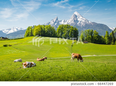 Idyllic summer landscape in the Alps with cows grazing on green meadows Idyllic summer landscape in the Alps with cows grazing on green meadows 66447269