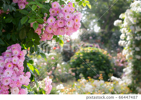 框形的粉紅色的藤蔓玫瑰粉紅色盛開 66447487