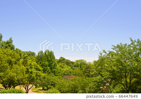 鶴見綠地公園（大阪）的樹木和藍天 66447649