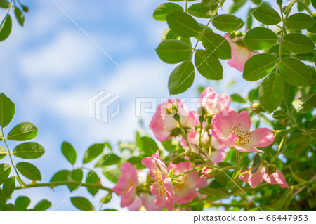 Blue sky and vine roses Pink vine roses in a beautiful rose garden Blue sky and vine roses Pink vine roses in a beautiful rose garden 66447953