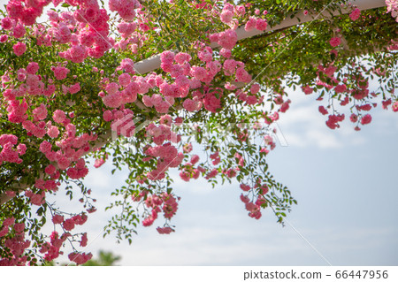 Blue sky and vine roses Pink vine roses in a beautiful rose garden Blue sky and vine roses Pink vine roses in a beautiful rose garden 66447956