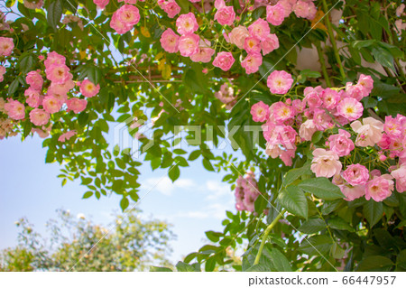 Blue sky and vine roses Pink vine roses in a beautiful rose garden 66447957