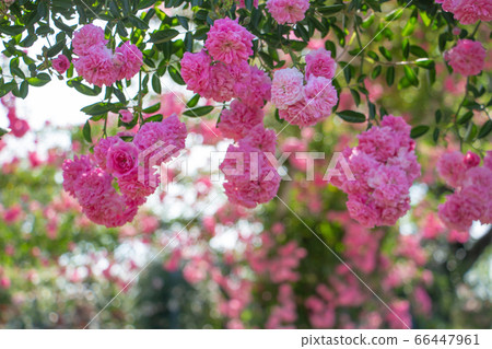 藍藍的天空和藤蔓玫瑰美麗的玫瑰花園中的粉紅藤蔓玫瑰 藍藍的天空和藤蔓玫瑰美麗的玫瑰花園中的粉紅藤蔓玫瑰 66447961