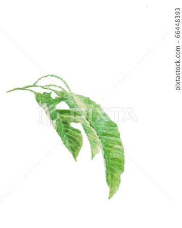 Chestnut flower Chestnut tree [Watercolor] 66448393