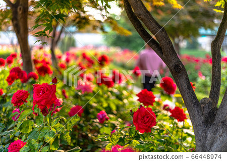 Jungnang Rose Park Jungnang Rose Park 66448974