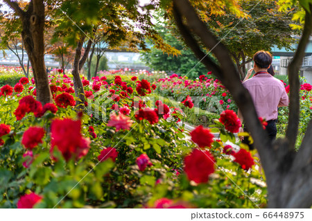 Jungnang Rose Park Jungnang Rose Park 66448975