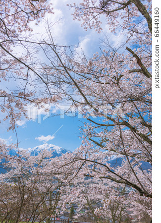 佐倉和R山[照片來自大町公園和大町山博物館] 66449160