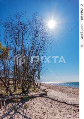 Landscape with trees on the Baltic Sea coast in Landscape with trees on the Baltic Sea coast in 66449212