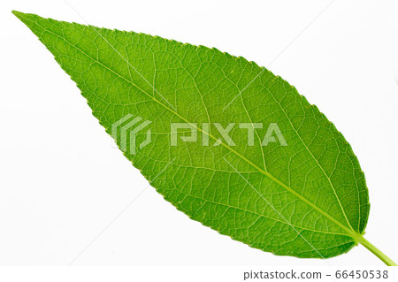 Green leaf poplar isolated on white background. 66450538