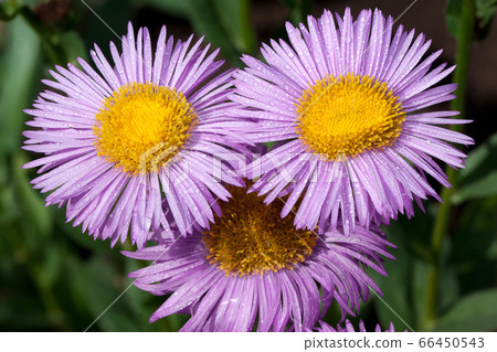 Three beautiful aster growing in a summer garden. 66450543