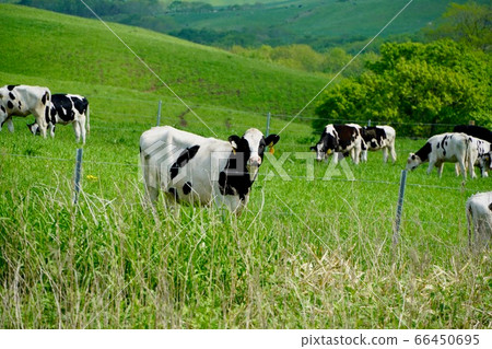 Holstein Shibecha Town Breeding Farm Holstein Shibecha Town Breeding Farm 66450695