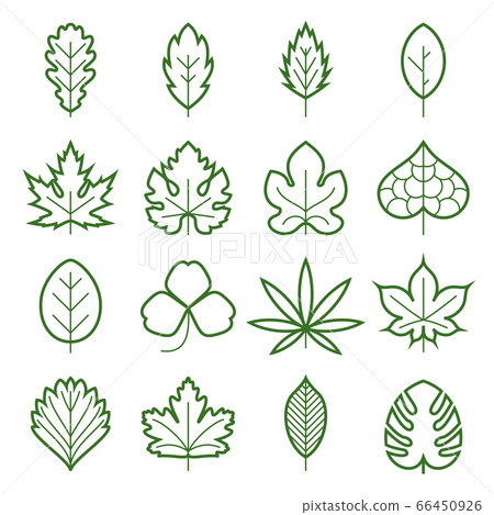 Leaf icons. Collection of green linear symbols of leaves, such as maple, fig-leaf, oak, grape, clover, hemp, chestnut, etc. Vector illustration 66450926