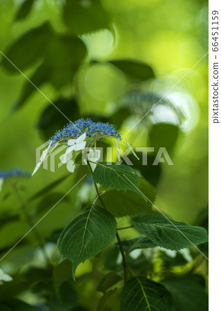 繡球花和綠色散景 66451159