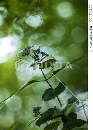 繡球花和綠色散景 66451162