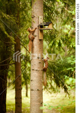 squirrel eats seeds from a bird feeder on a tree 66451428