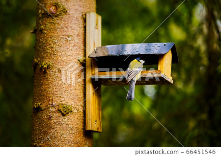 bird eats the grain from the feeder in the summer forest 66451546