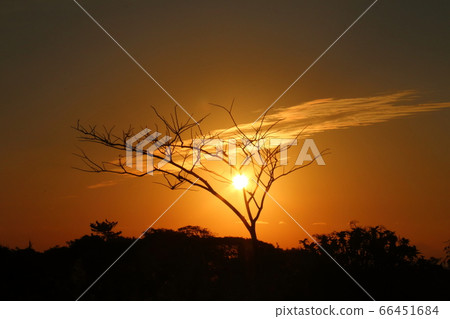 Sunset over the trees 66451684