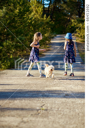girl in a summer dress runs in a pine forest girl in a summer dress runs in a pine forest 66451692