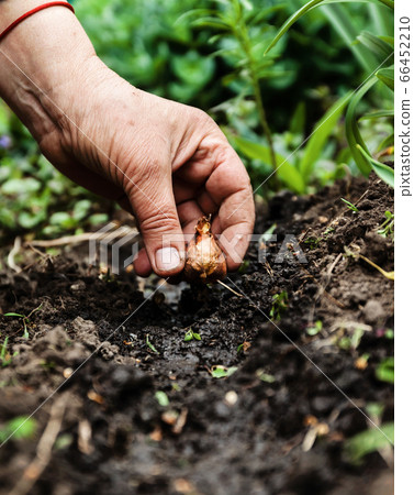 Women's hand sadi in soil-soil flower bulbs. Close-up, Concept of gardening, gardening 66452210