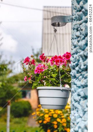 Decor outside the house, pink geraniums in a hanging flowerpot on the wall of the house Decor outside the house, pink geraniums in a hanging flowerpot on the wall of the house 66452224