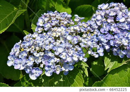 Uzuyasai（渦旋繡球花） 66452225