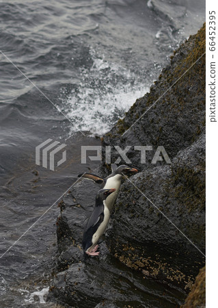 Rockhopper Penguins coming ashore Rockhopper Penguins coming ashore 66452395