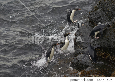 Rockhopper Penguins coming ashore Rockhopper Penguins coming ashore 66452396
