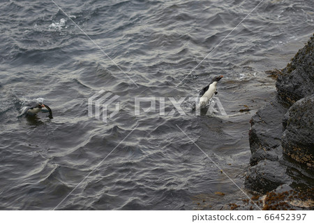 Rockhopper Penguins coming ashore Rockhopper Penguins coming ashore 66452397