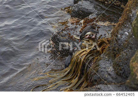Rockhopper Penguins coming ashore Rockhopper Penguins coming ashore 66452405