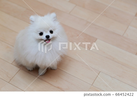 My dog pomeranian relaxing at home My dog pomeranian relaxing at home 66452422