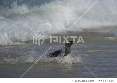 Gentoo Penguins coming ashore Gentoo Penguins coming ashore 66452549
