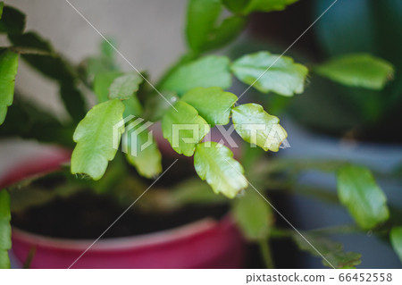 Zigokaktus, rozhdestvennik young sprouts in a pot, close-up. Zigokaktus, rozhdestvennik young sprouts in a pot, close-up. 66452558