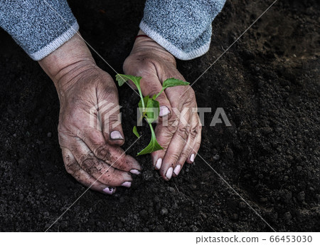 cropped female elderly hands plant a young plant of tomato seedlings in the ground. Concept cropped female elderly hands plant a young plant of tomato seedlings in the ground. Concept 66453030