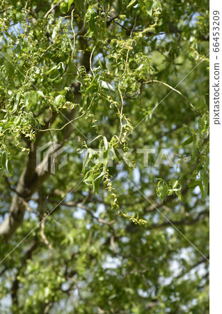 Dragons claw willow 66453209