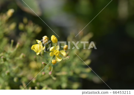 Oregon grape 66453211