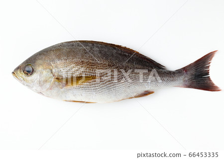 Grunt white background white background Grunt white background white background 66453335