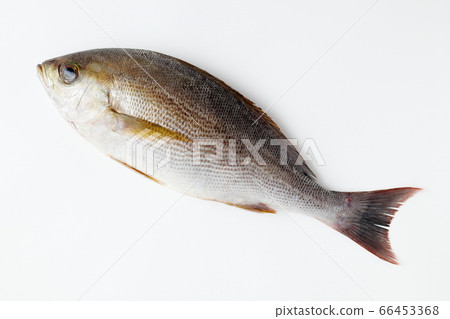 Grunt white background white background Grunt white background white background 66453368