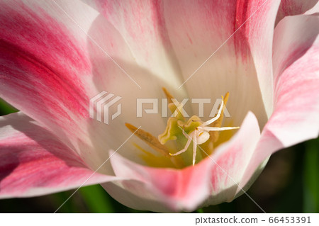 Flower spider, Misumena vatia Flower spider, Misumena vatia 66453391