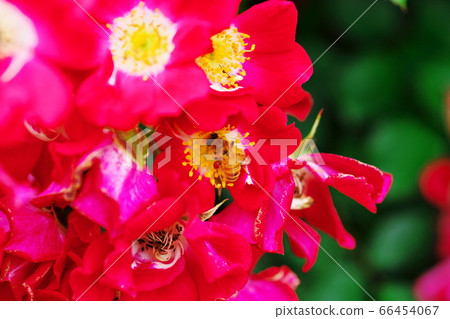 Honeybees gathering in full bloom roses Honeybees gathering in full bloom roses 66454067