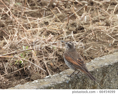 Thrush Thrush 66454099