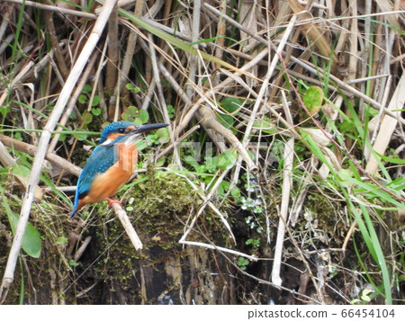 Kingfisher Kingfisher 66454104