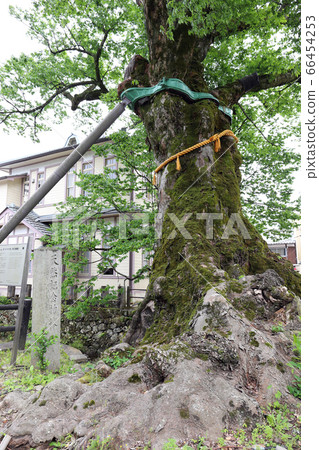 Tree root bridge (Kashiwara zelkova, Tamba city, Hyogo prefecture) Tree root bridge (Kashiwara zelkova, Tamba city, Hyogo prefecture) 66454253