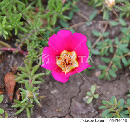 Colorful portulak flowers bloom in summer garden Colorful portulak flowers bloom in summer garden 66454428
