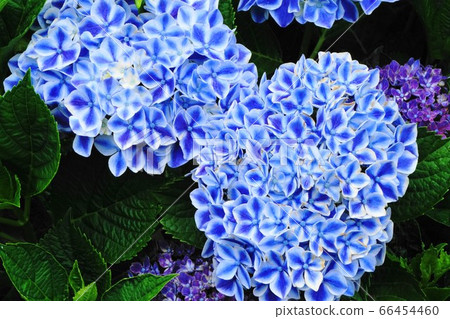 Hydrangea blue 66454460