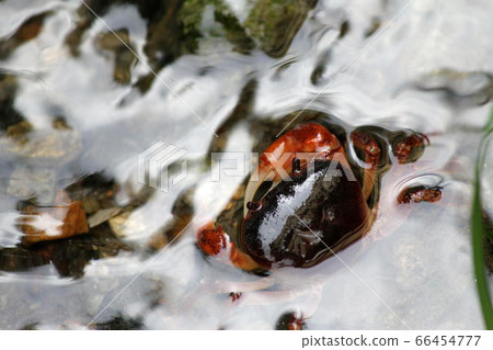Sawa crab in the gutter Sawa crab in the gutter 66454777