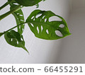 Monstera Oblique 66455291