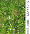 Wildflower 66455297