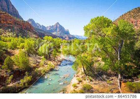 Zion National Park scenery with The Watchman peaks in Utah, USA 66455786